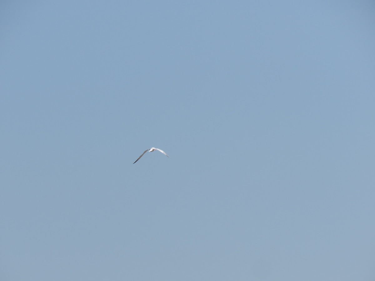 large tern sp. - ML577514531