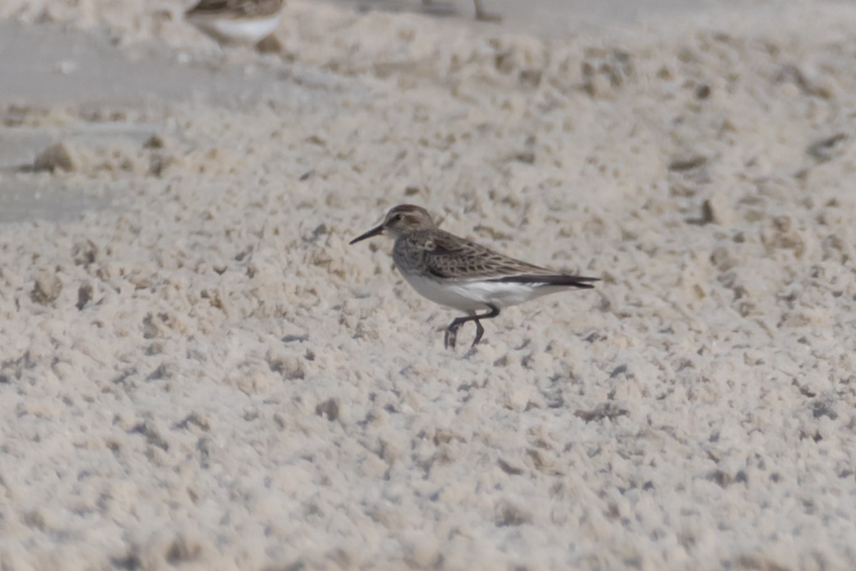 White-rumped Sandpiper - ML577514561