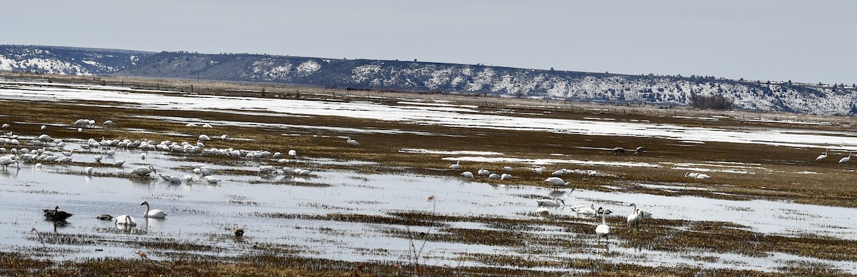 Tundra Swan - ML577514751