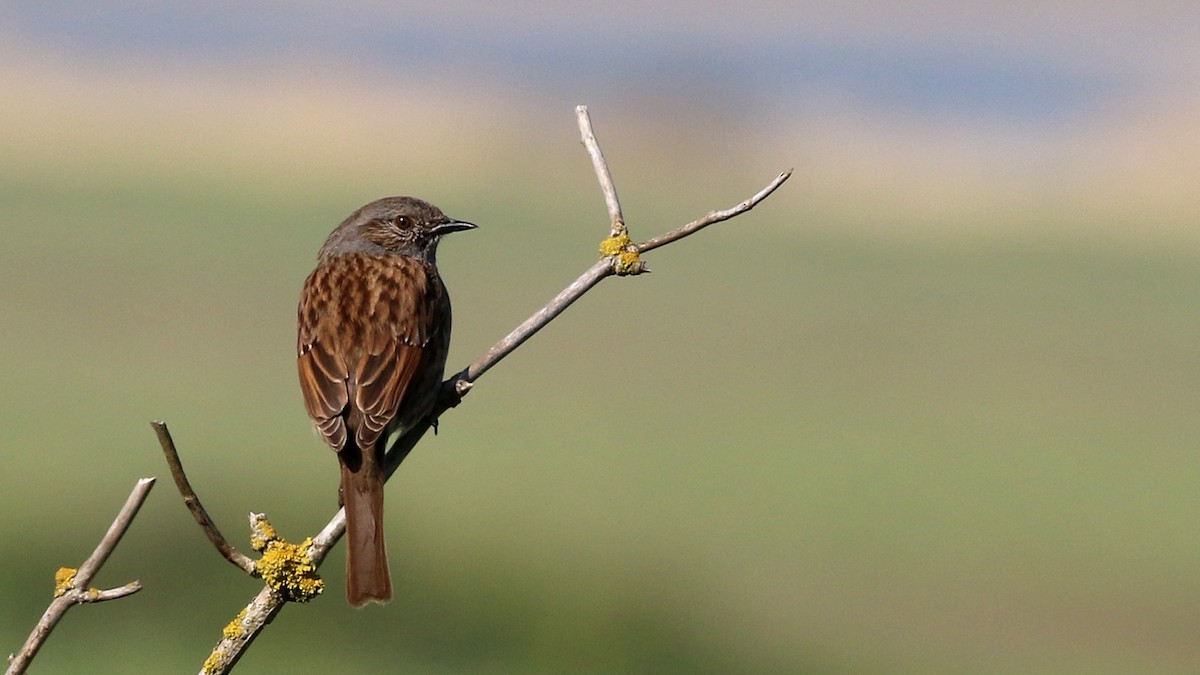 Passera scopaiola - ML57751511