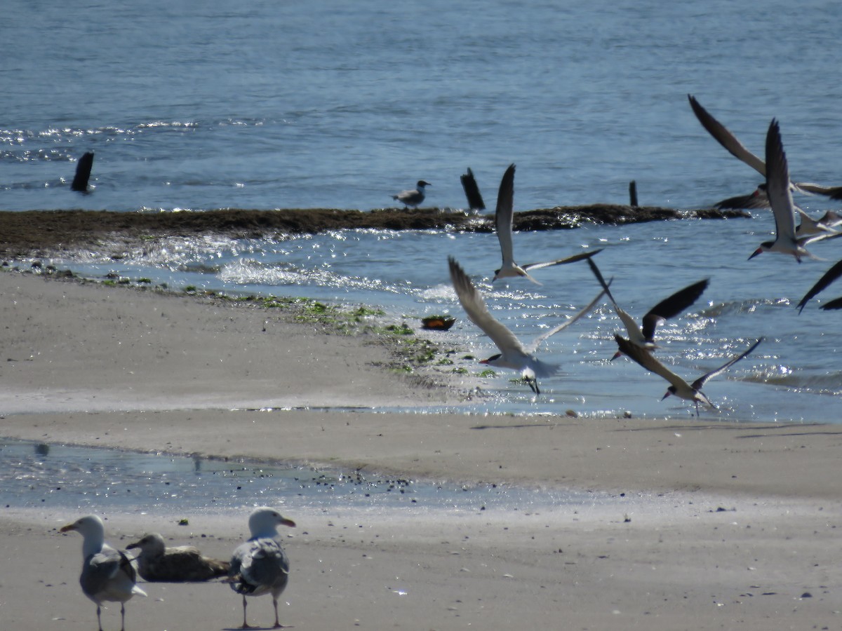 Caspian Tern - ML577515301