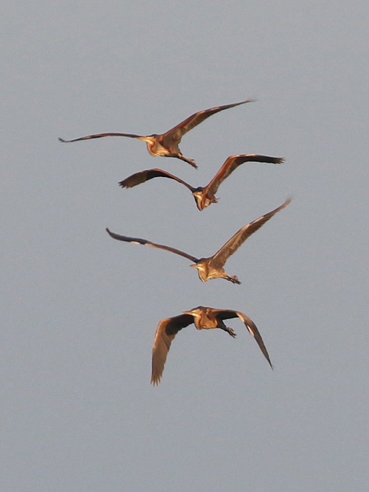 Purple Heron - ML57751551