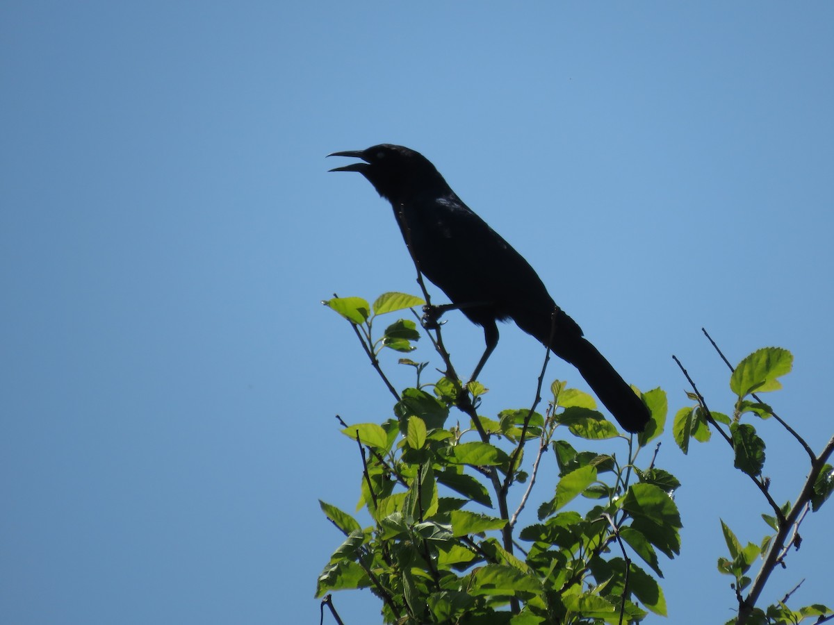 Boat-tailed Grackle - ML577515921