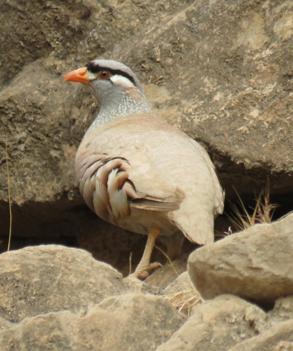 Persienwüstenhuhn - ML577516621