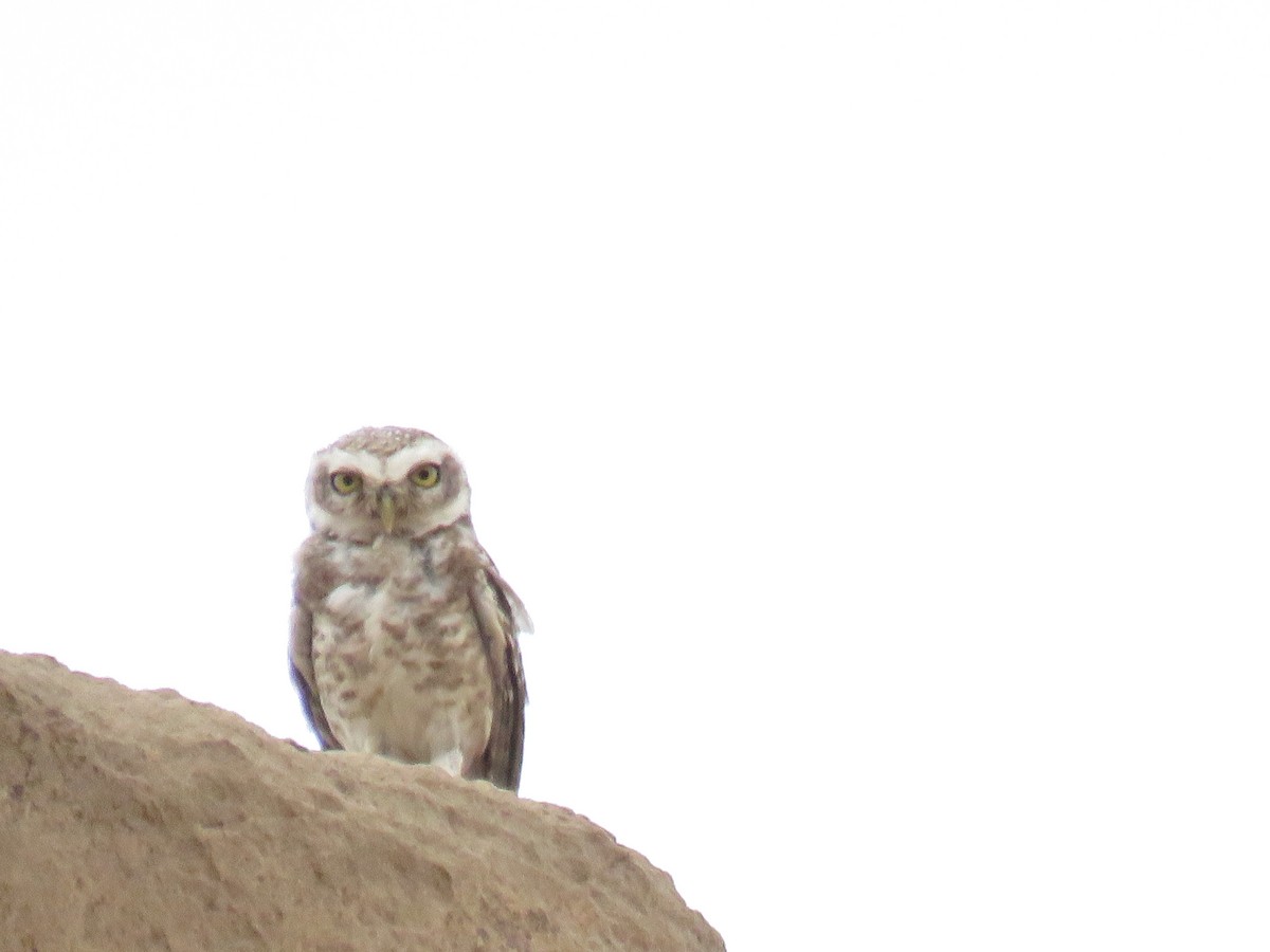 Spotted Owlet - ahmad mohammadi ravesh