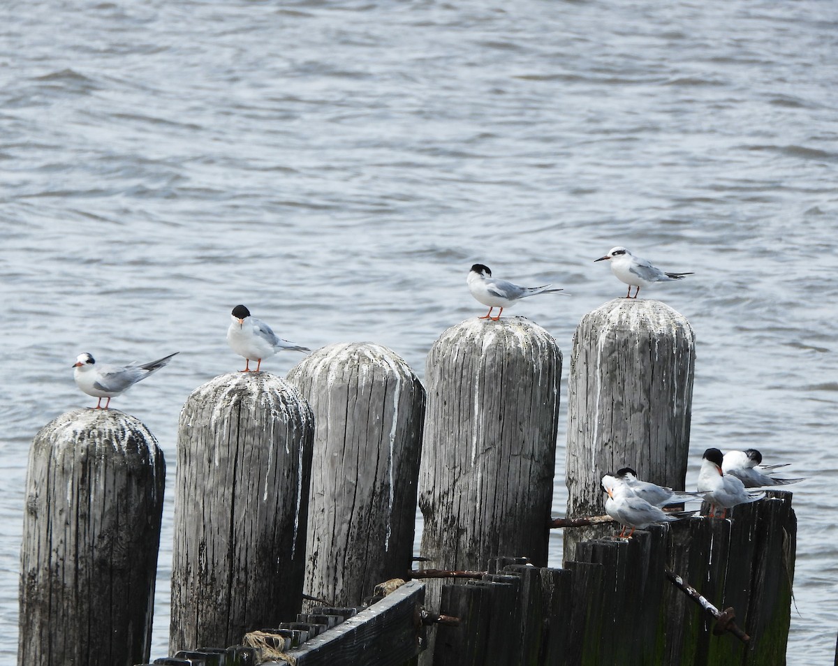 Forster's Tern - ML577517341