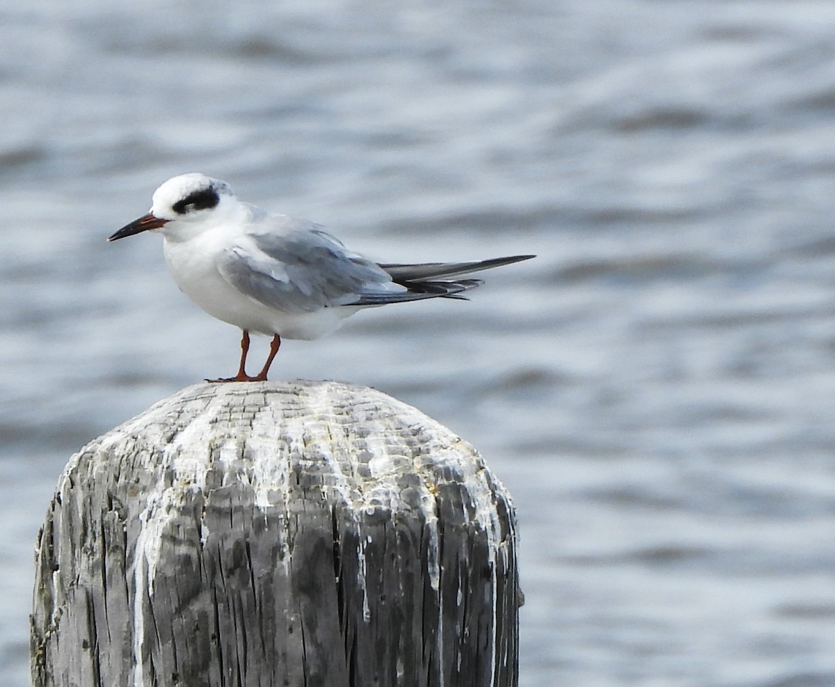 Forster's Tern - ML577517361