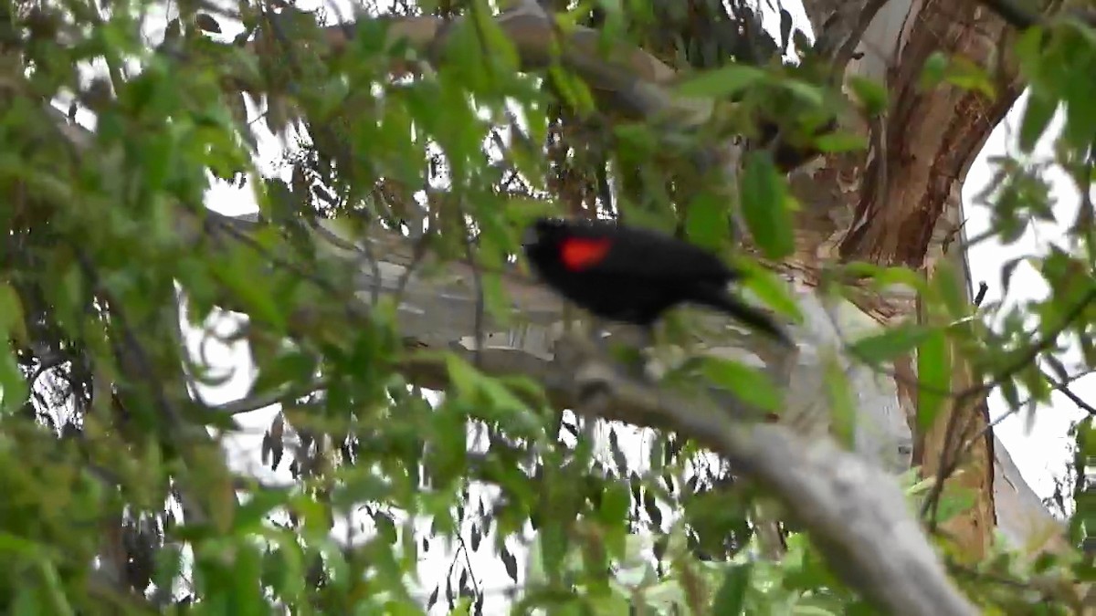 Red-winged Blackbird - ML577517591