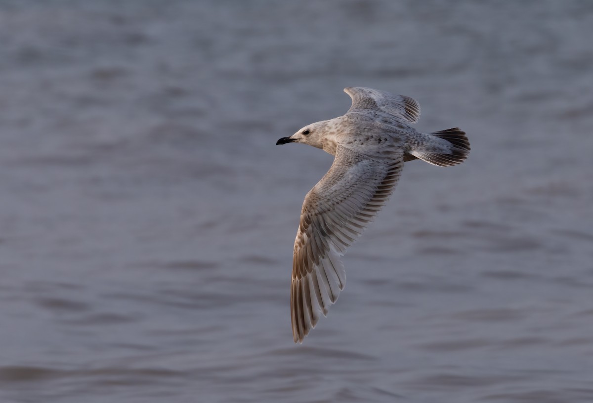 Iceland Gull (Thayer's) - Anonymous eBirber