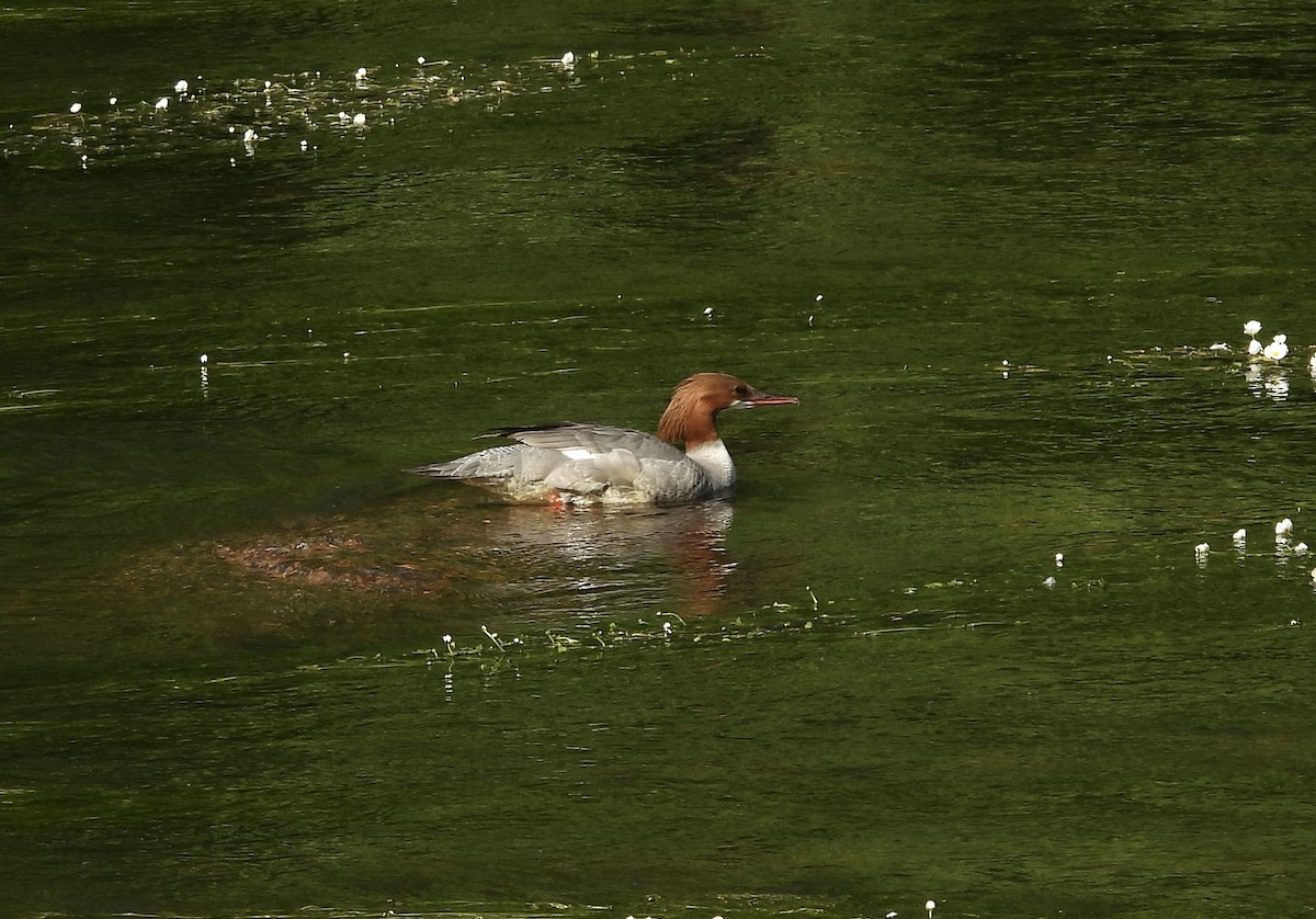 Common Merganser - ML577518881