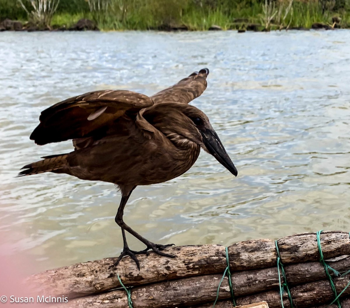 Hamerkop - ML577518911