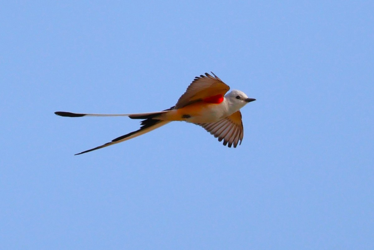 Scissor-tailed Flycatcher - Tricia Vesely