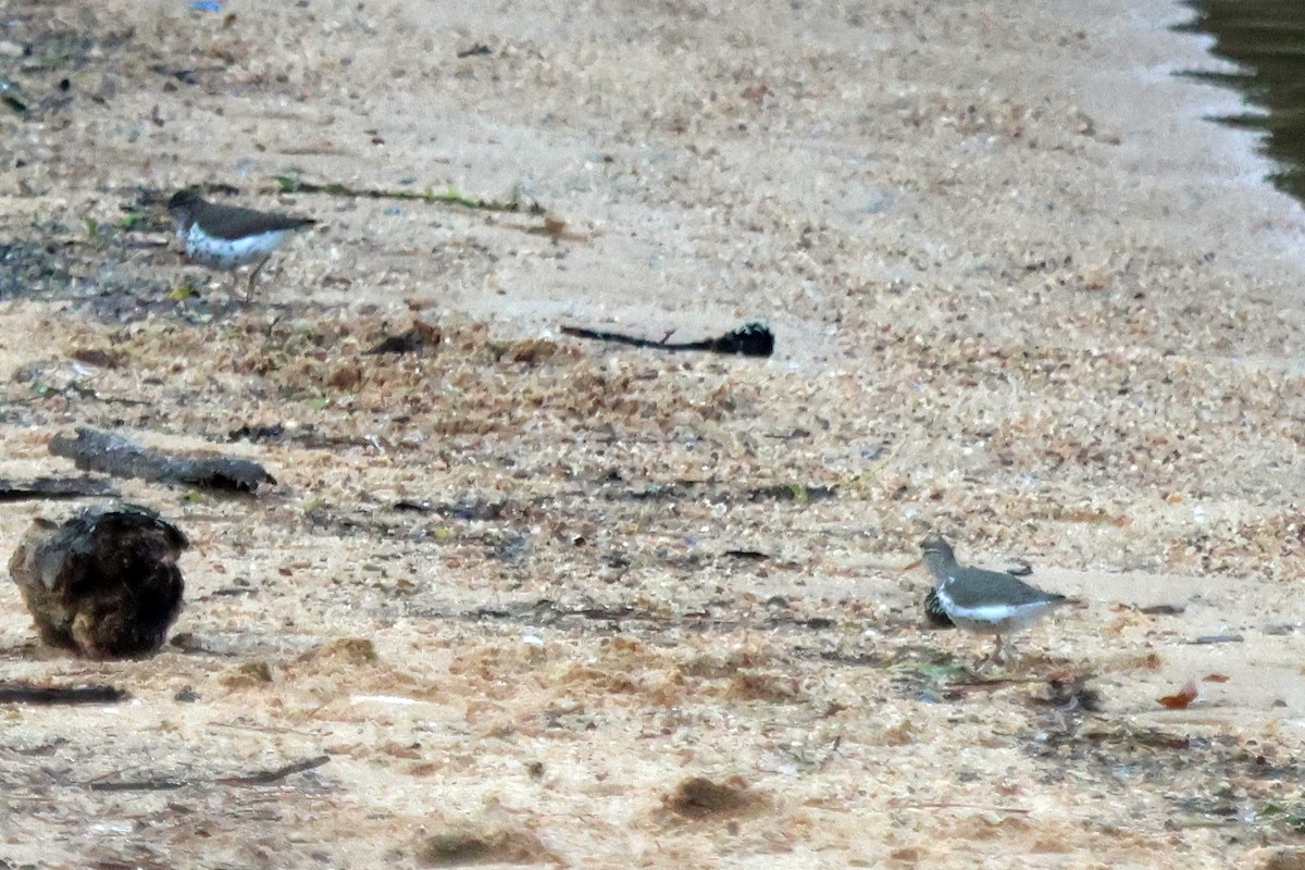 Spotted Sandpiper - ML577519191