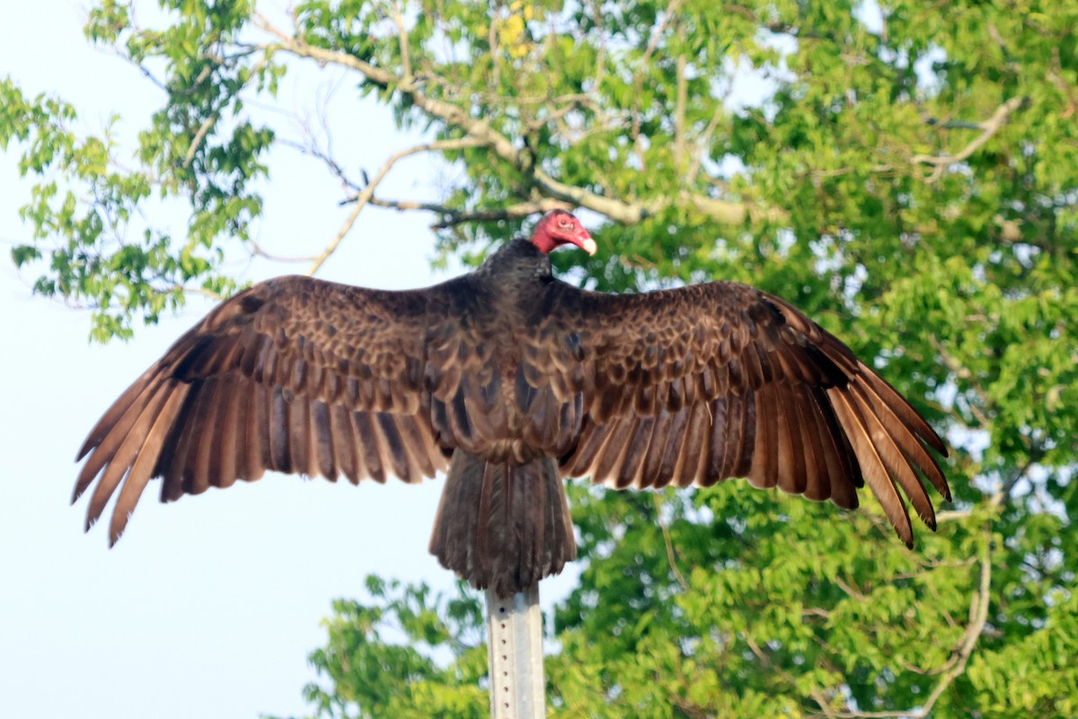 Turkey Vulture - ML577519251