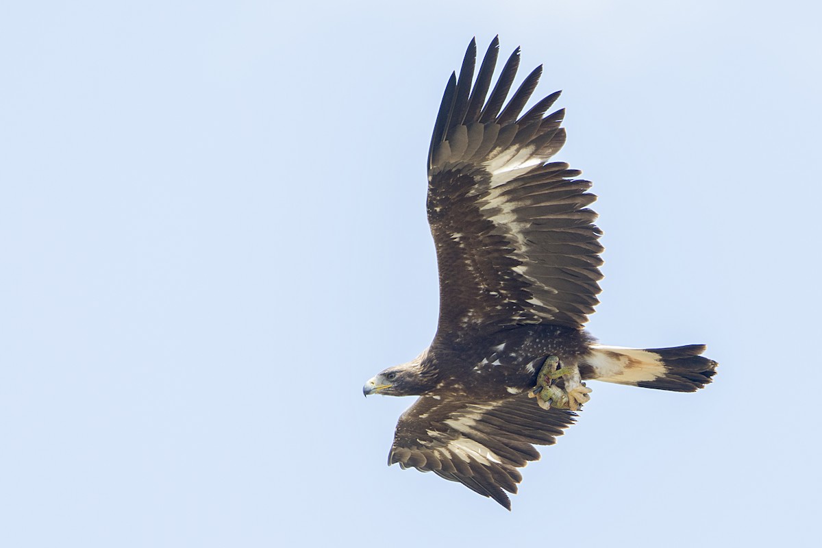 Golden Eagle - Bradley Hacker 🦜