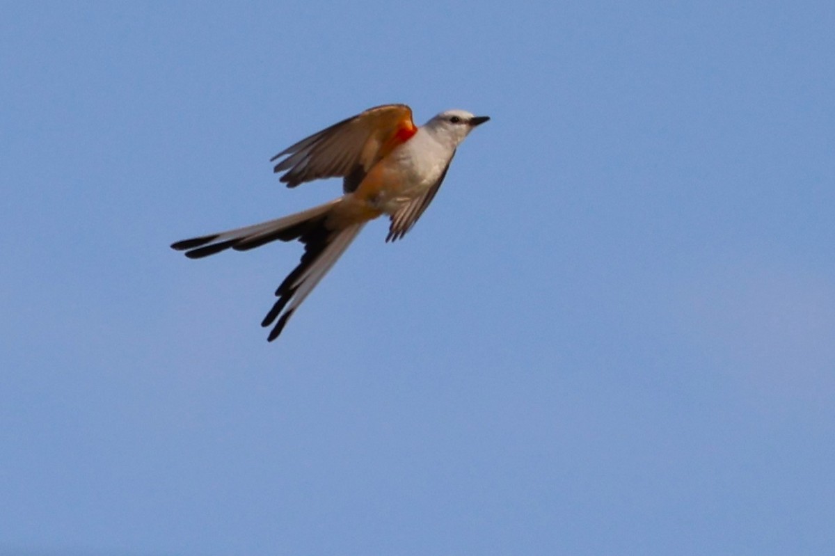 Scissor-tailed Flycatcher - Tricia Vesely