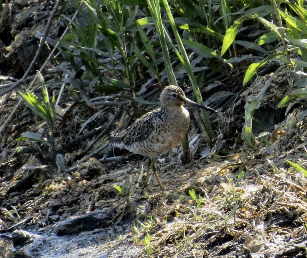 Short-billed Dowitcher - ML577521661