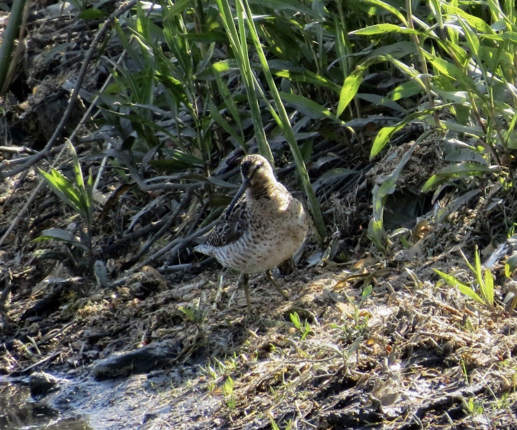 Short-billed Dowitcher - ML577521691