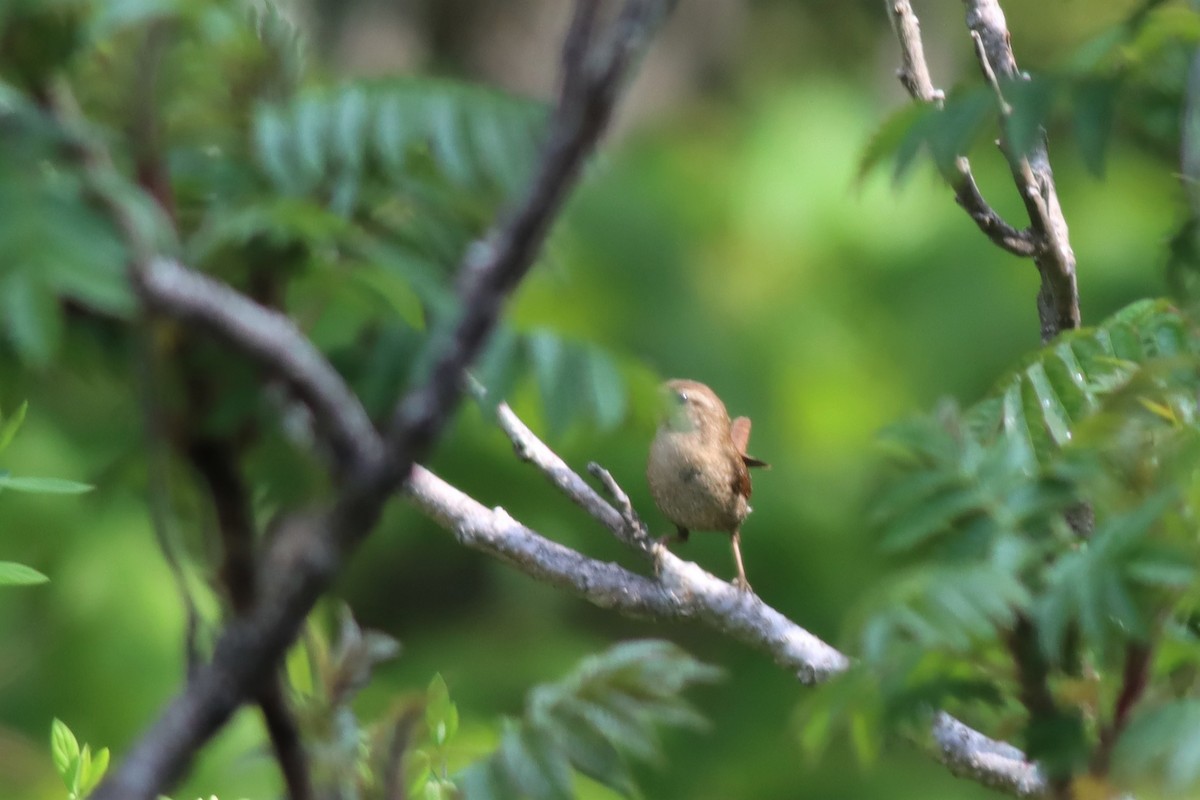 Winter Wren - Margaret Viens