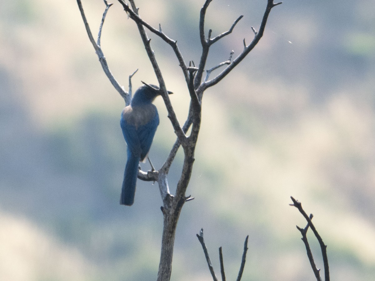 California Scrub-Jay - ML577522711