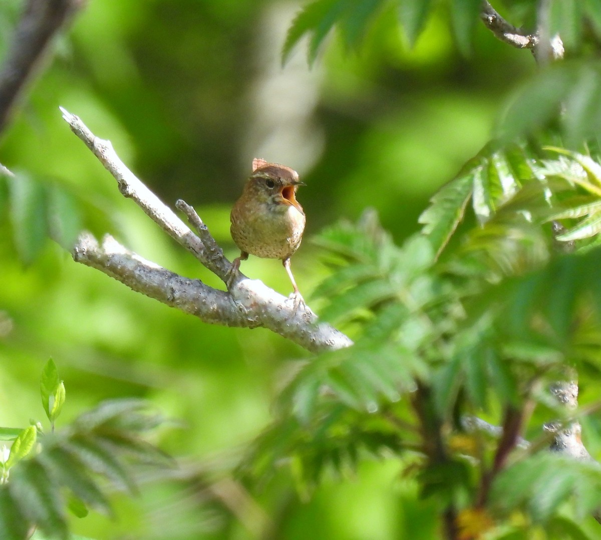 Winter Wren - ML577522931