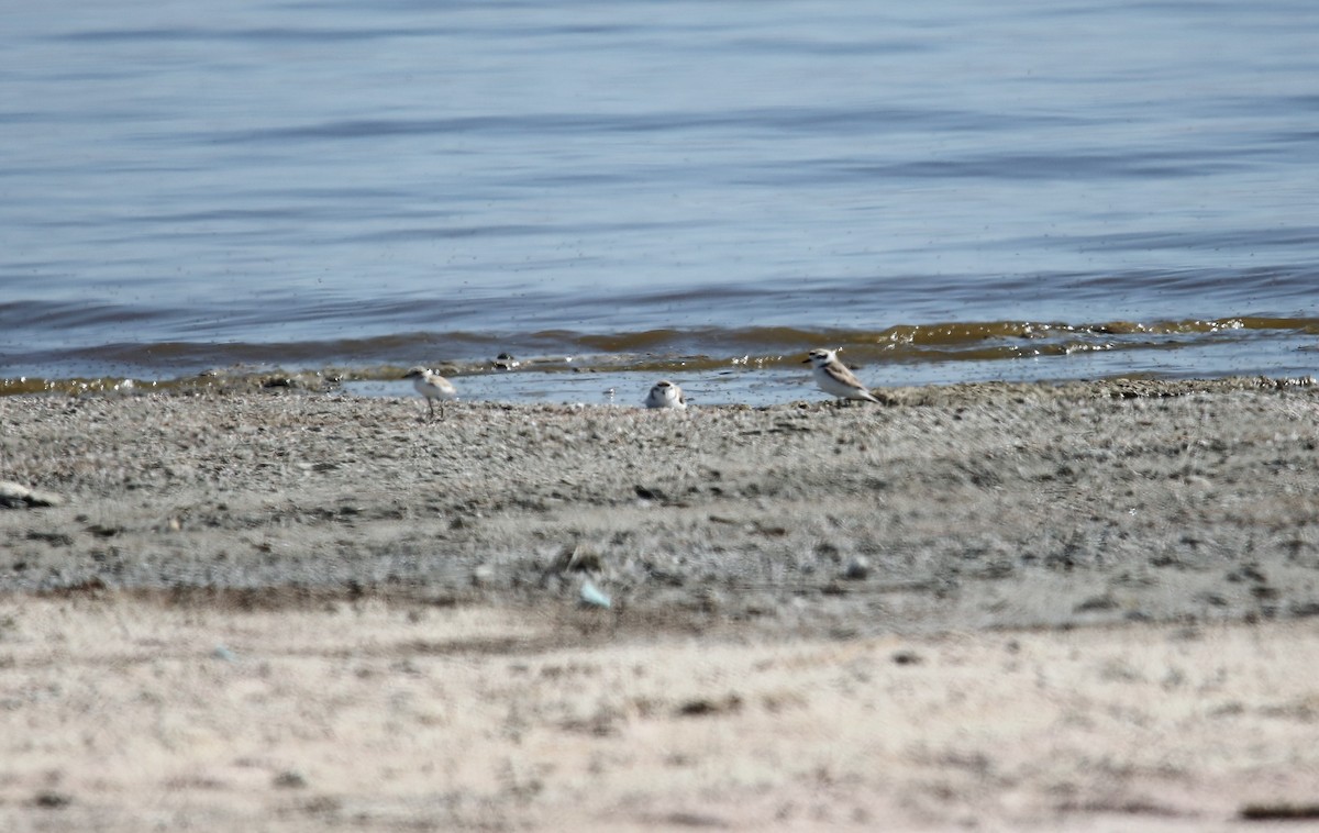 Snowy Plover - Jeff Sexton