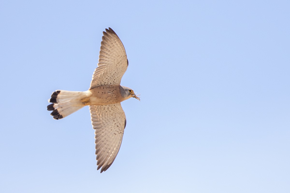 Lesser Kestrel - ML57752371