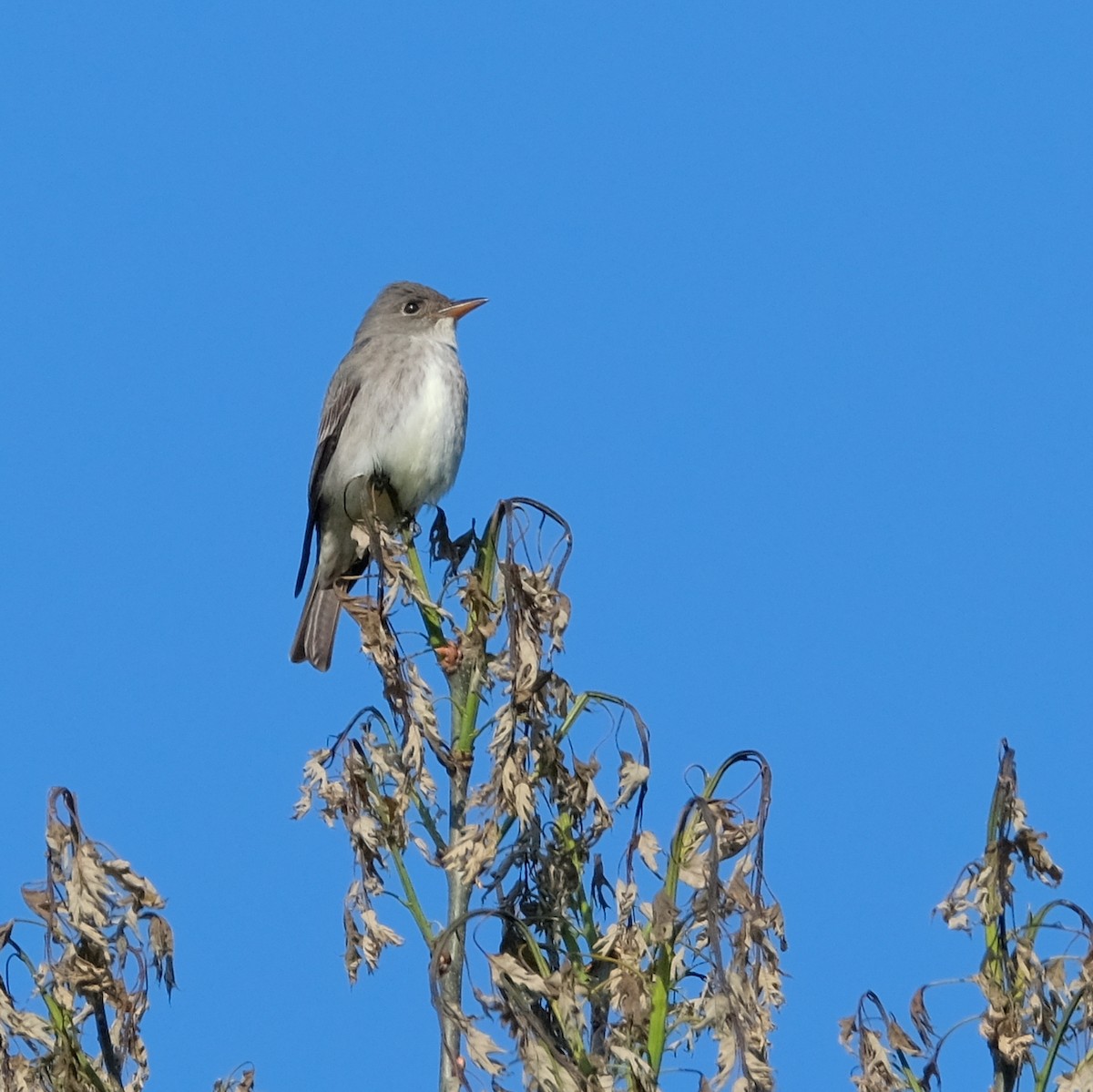 Olive-sided Flycatcher - ML577523821