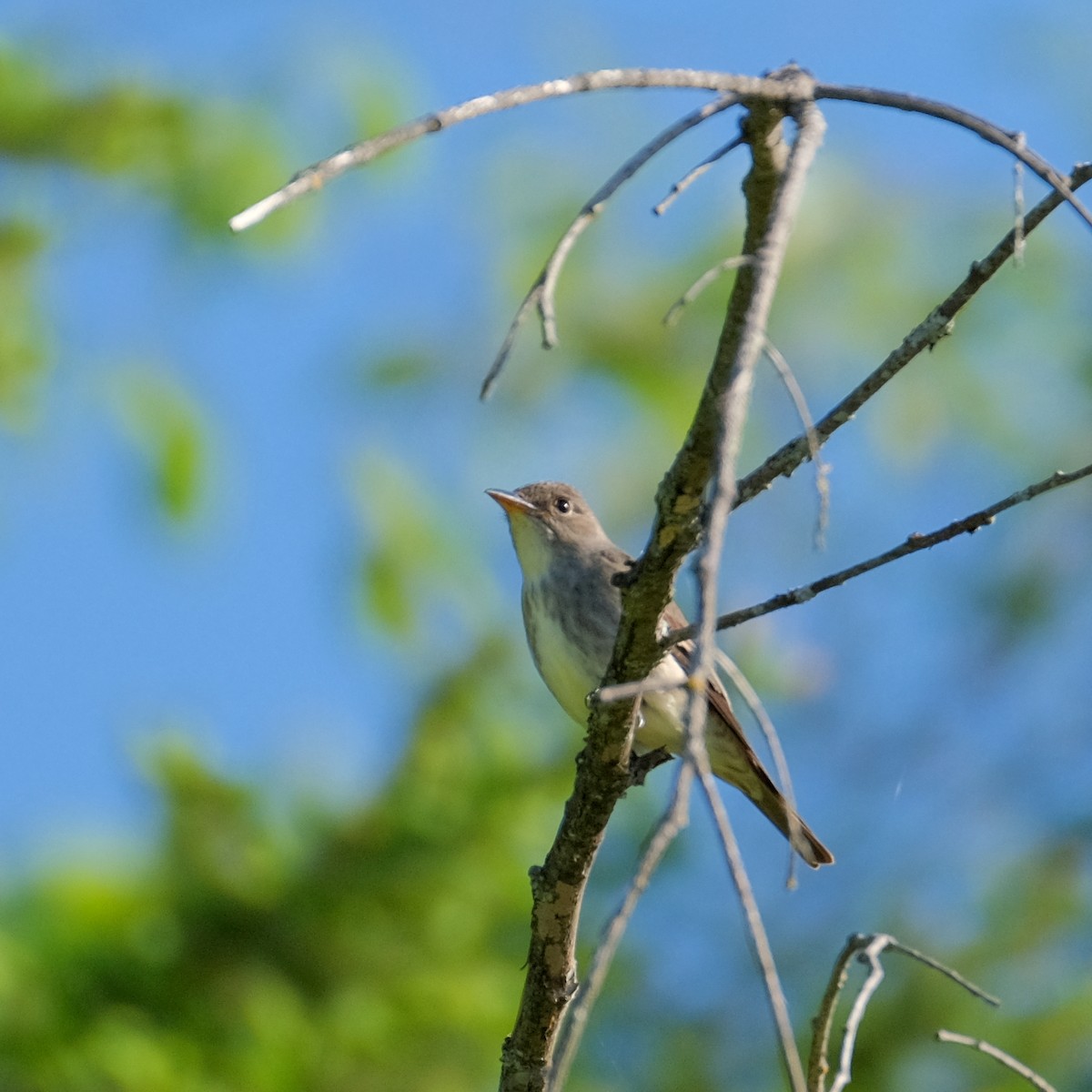 Olive-sided Flycatcher - Jean-Marc Emery