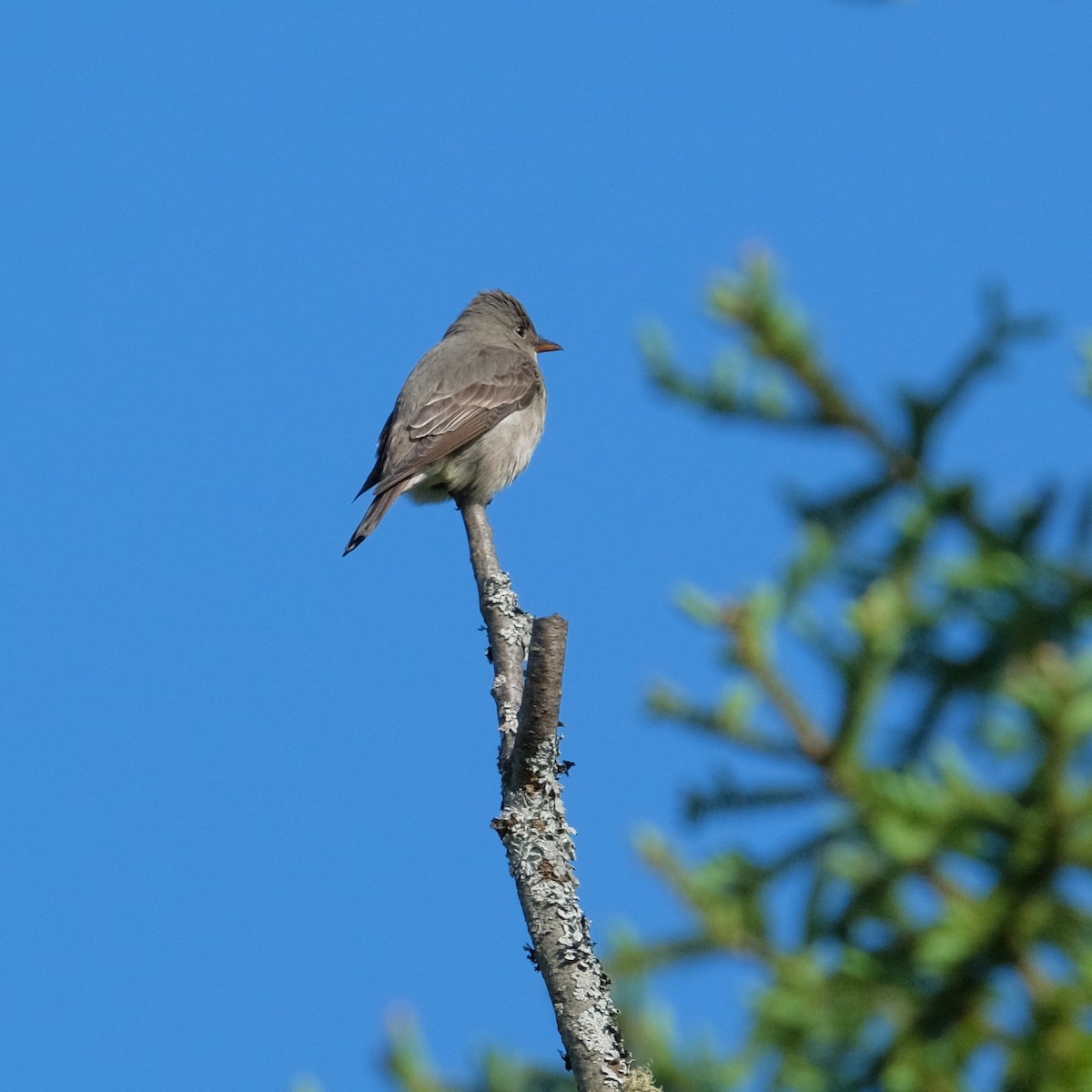 Olive-sided Flycatcher - Jean-Marc Emery