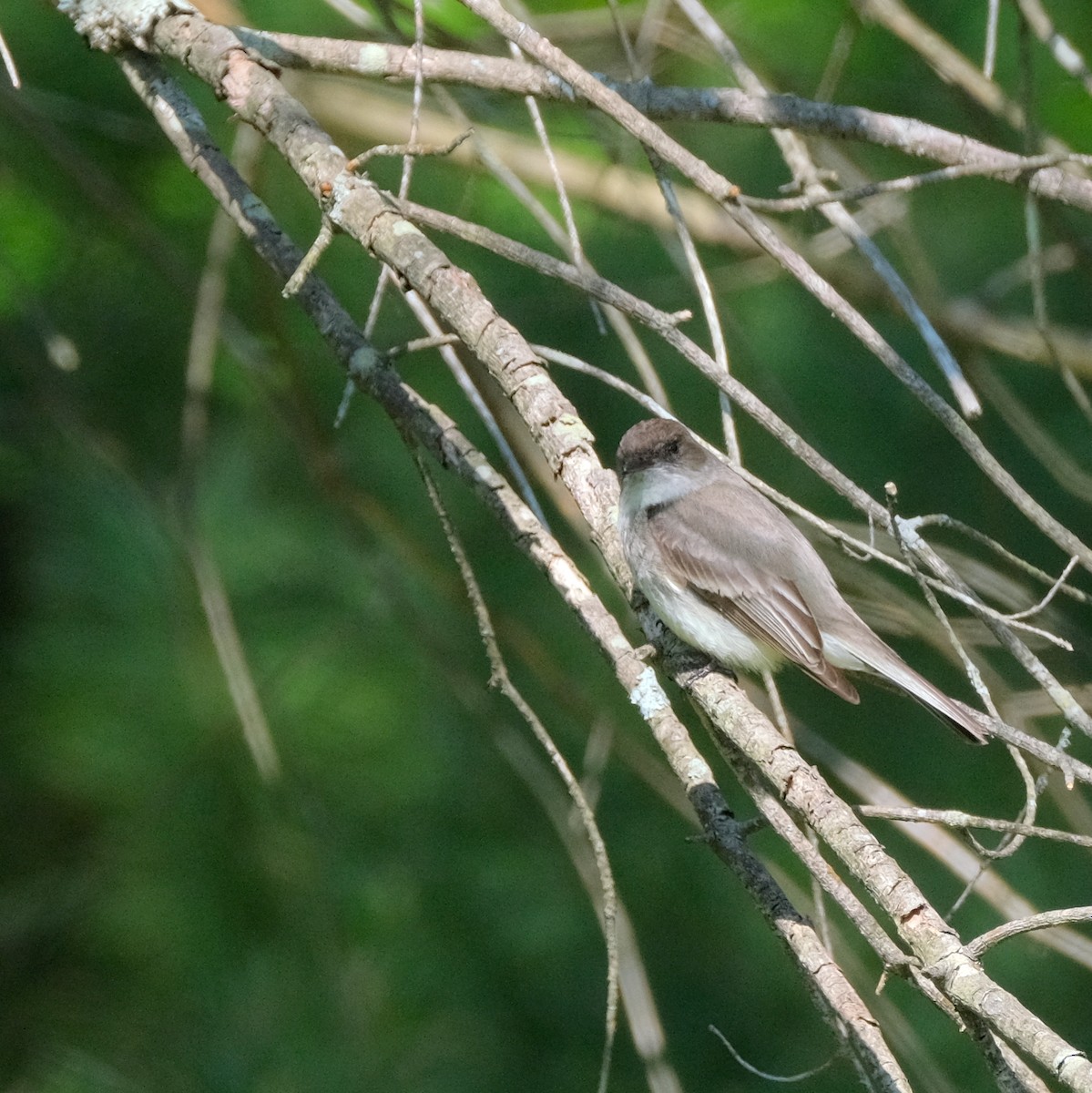 Eastern Phoebe - ML577524401