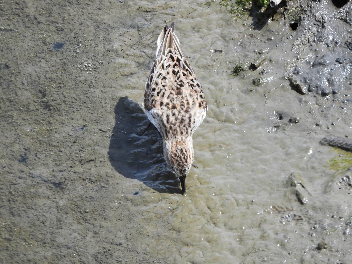 Semipalmated Sandpiper - ML577525161