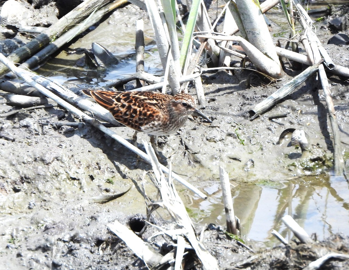 Least Sandpiper - Lena Hayashi