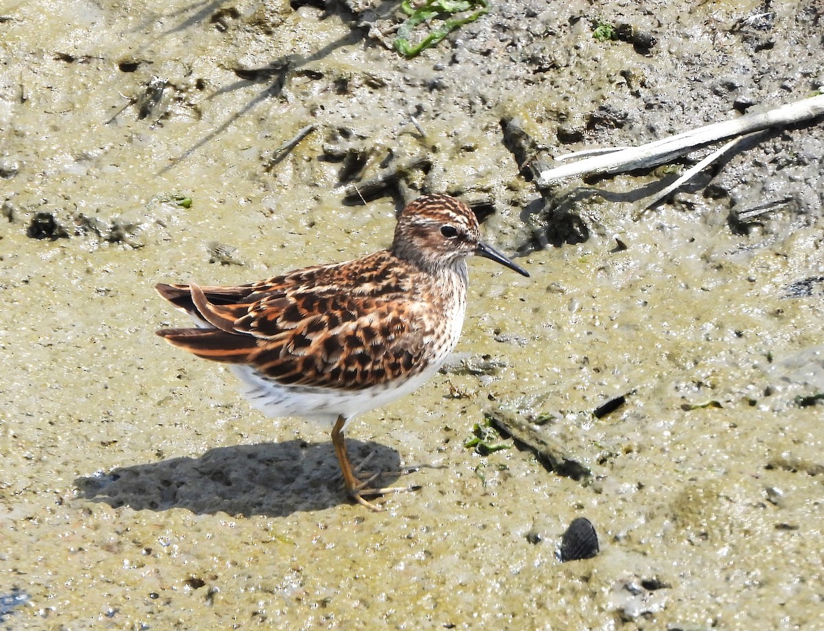 Wiesenstrandläufer - ML577525351