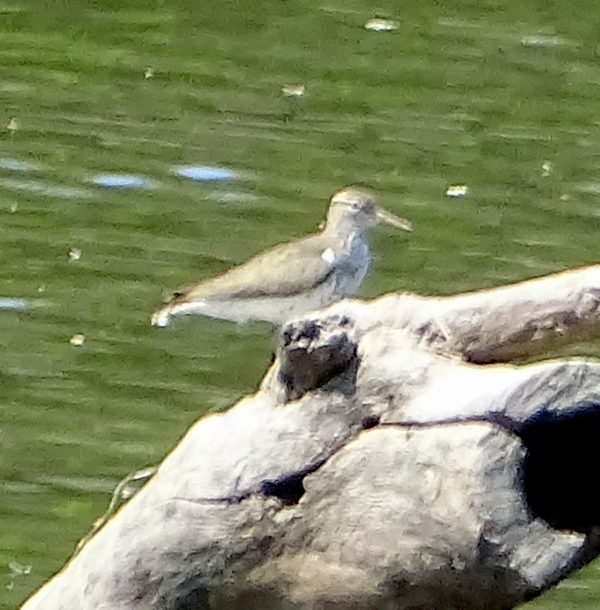 Spotted Sandpiper - Richard and Janice Drummond