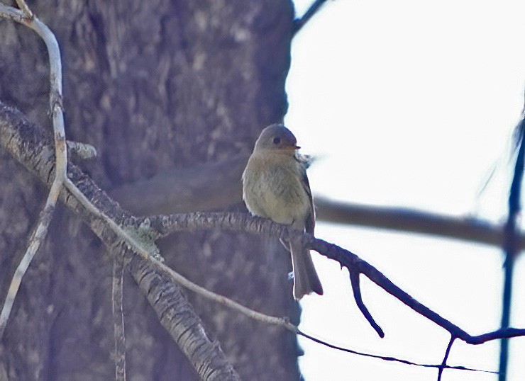 Buff-breasted Flycatcher - ML577525601