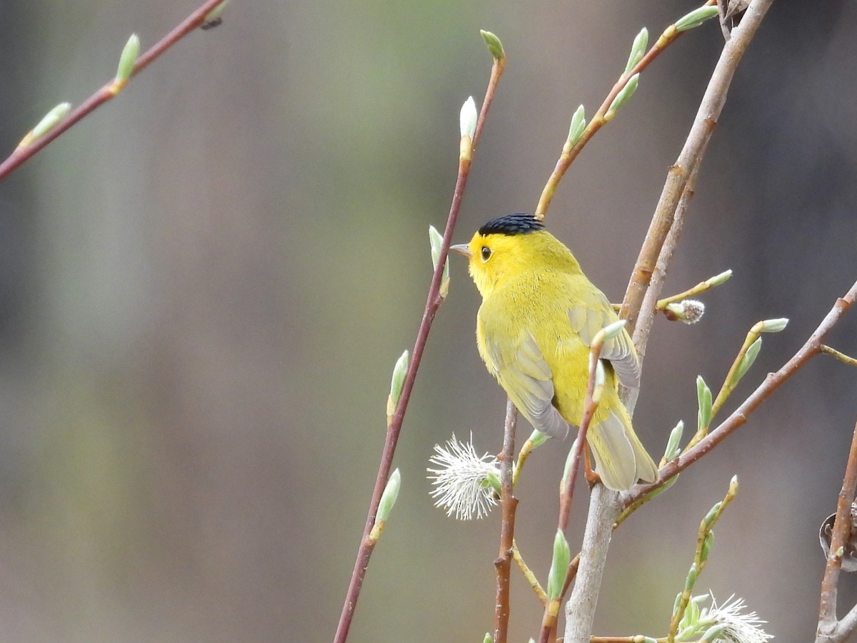 Wilson's Warbler - ML577526161