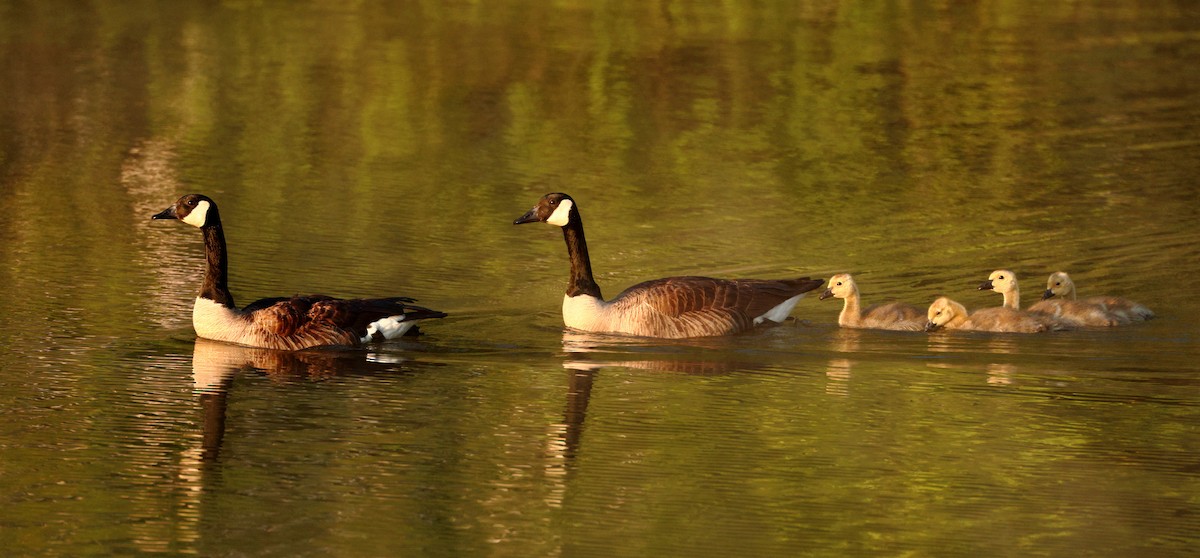 Canada Goose - Nik Teichmann