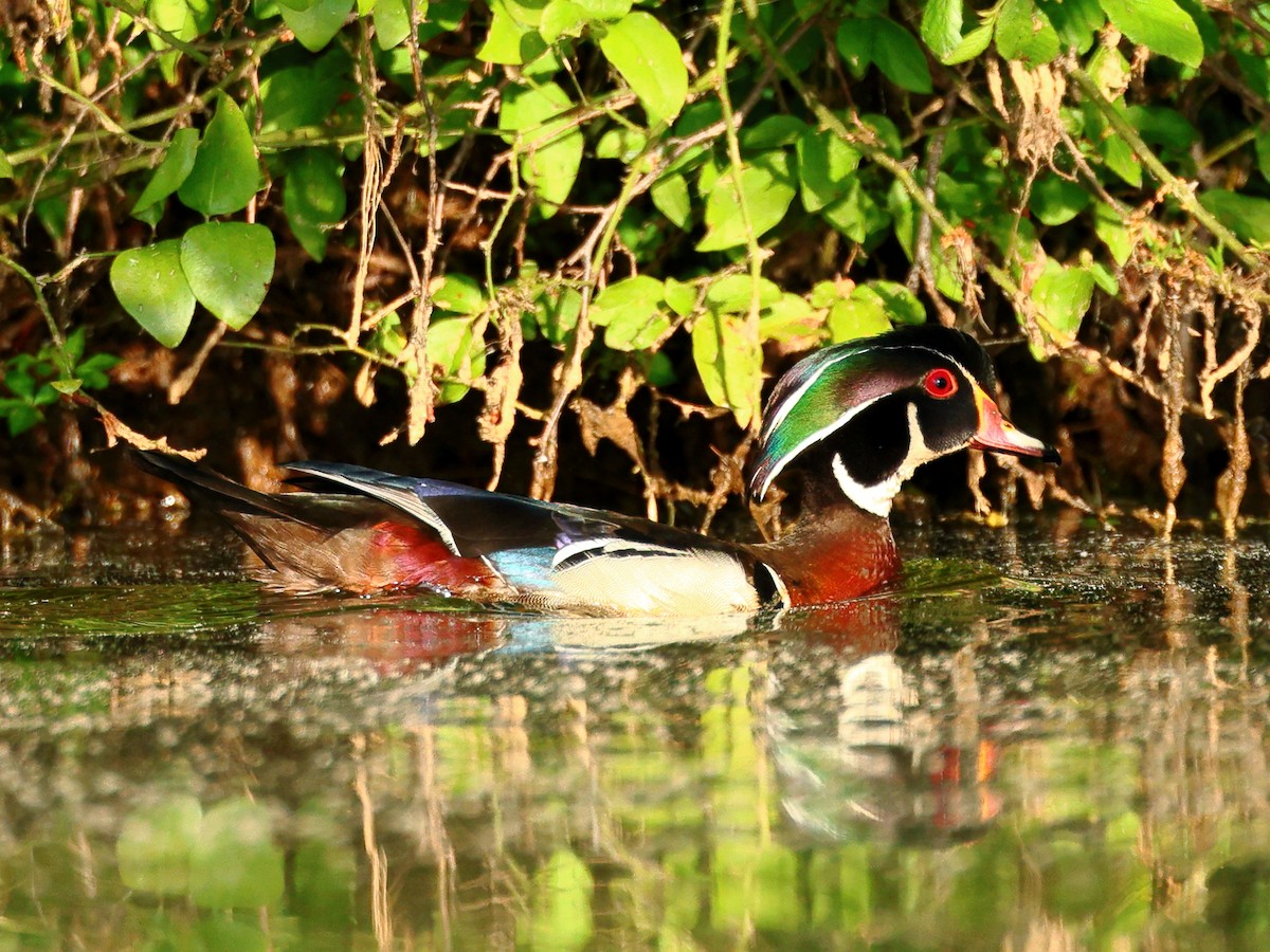 Wood Duck - Nik Teichmann