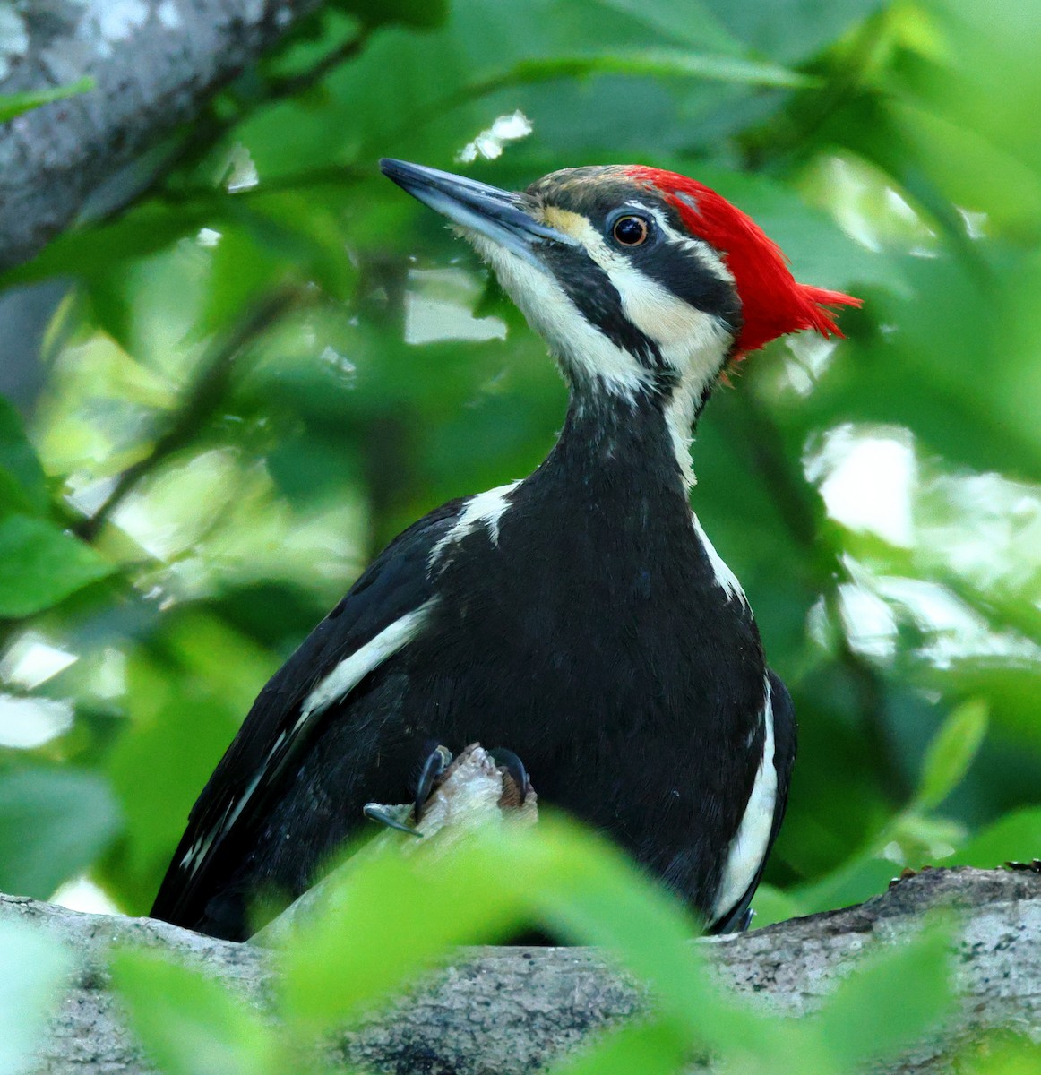 Pileated Woodpecker - Nik Teichmann