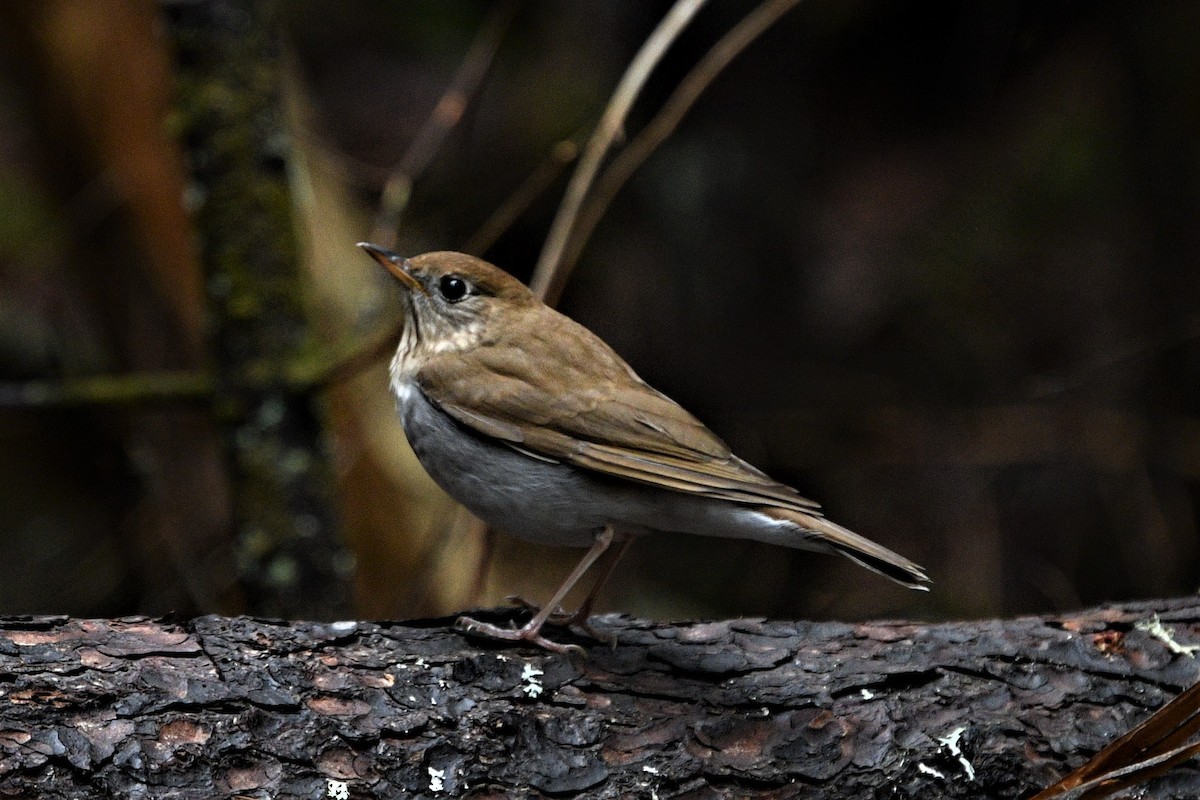 Veery - ML577528431