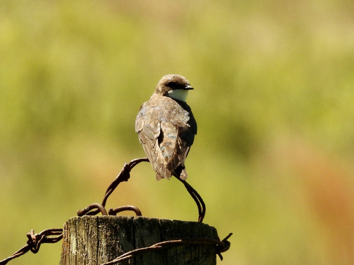 Hirondelle bicolore - ML577528921