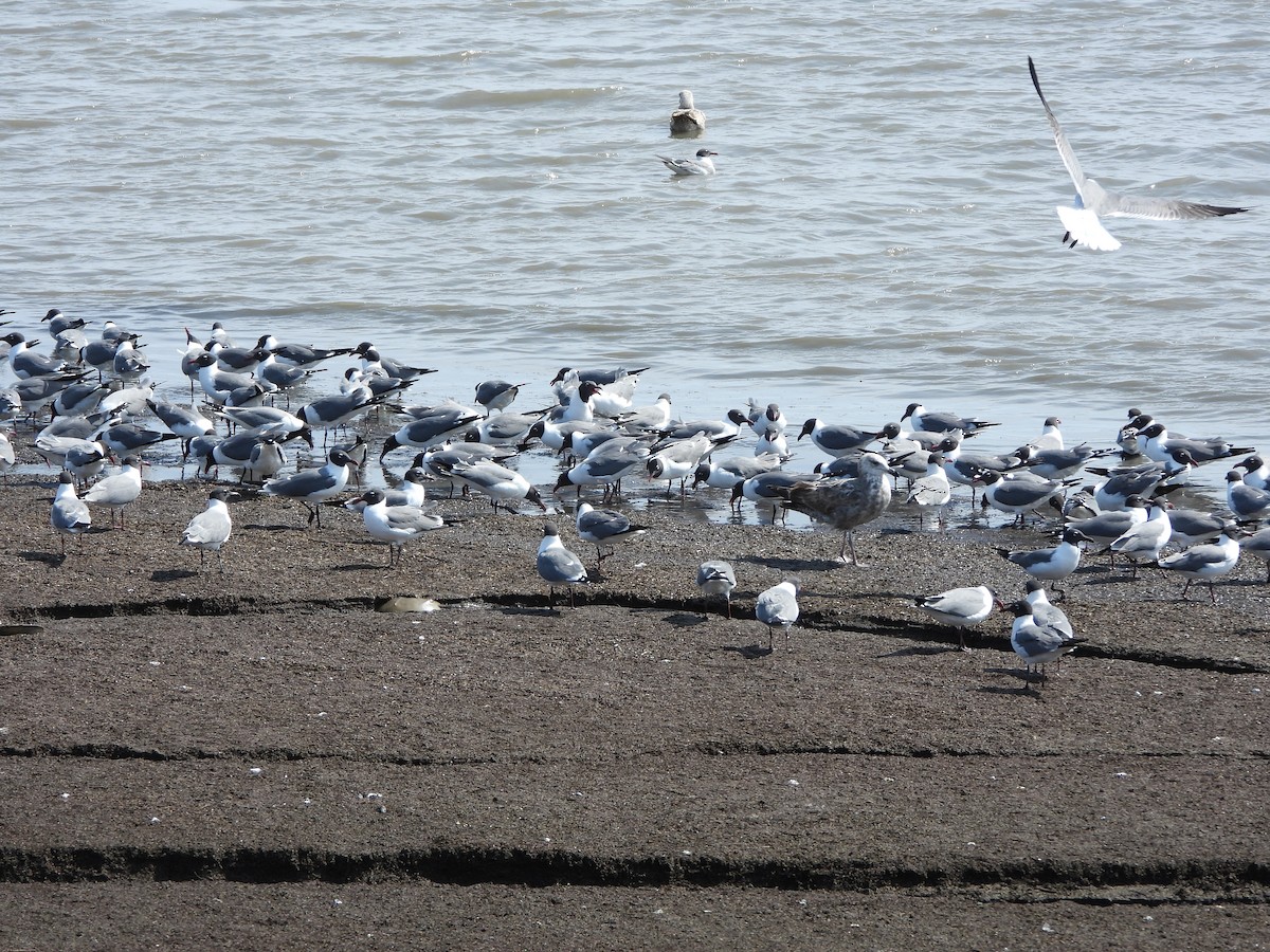 Goéland argenté - ML577529091