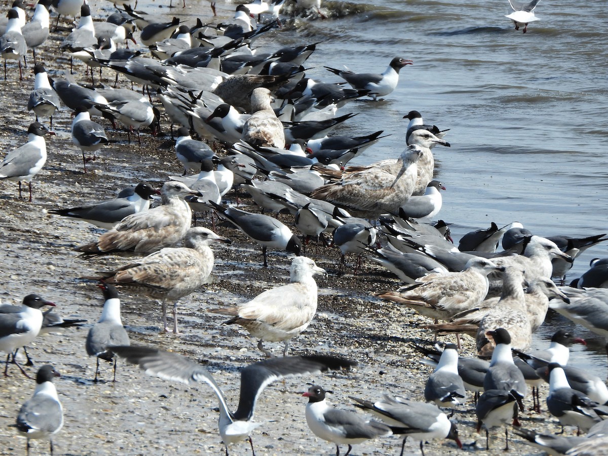 Herring Gull - ML577529141