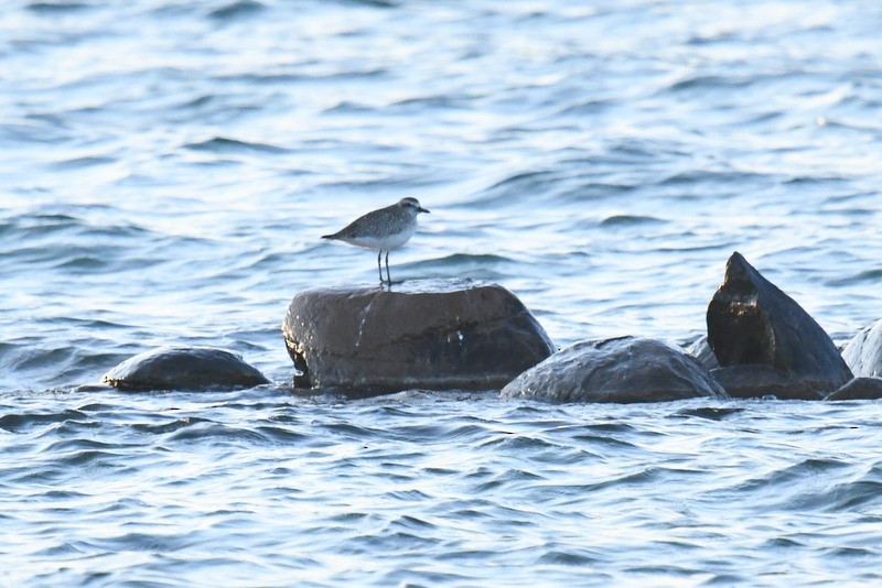 Black-bellied Plover - ML577529361