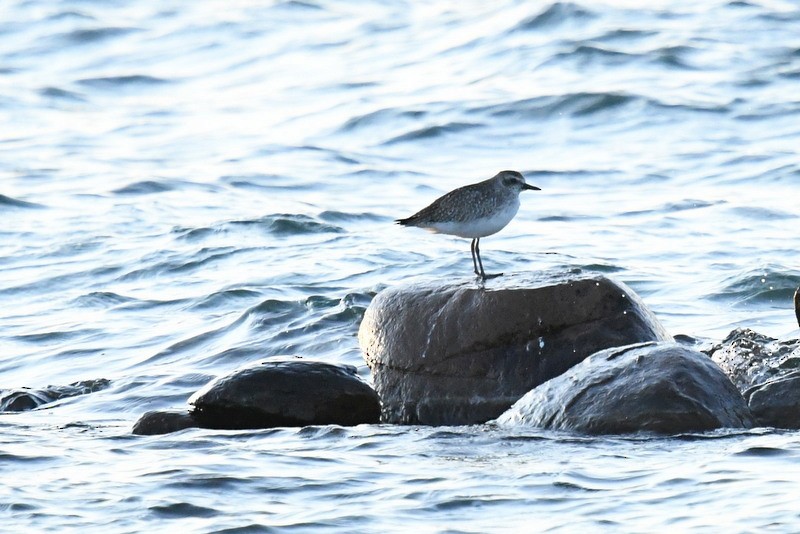 Black-bellied Plover - ML577529371