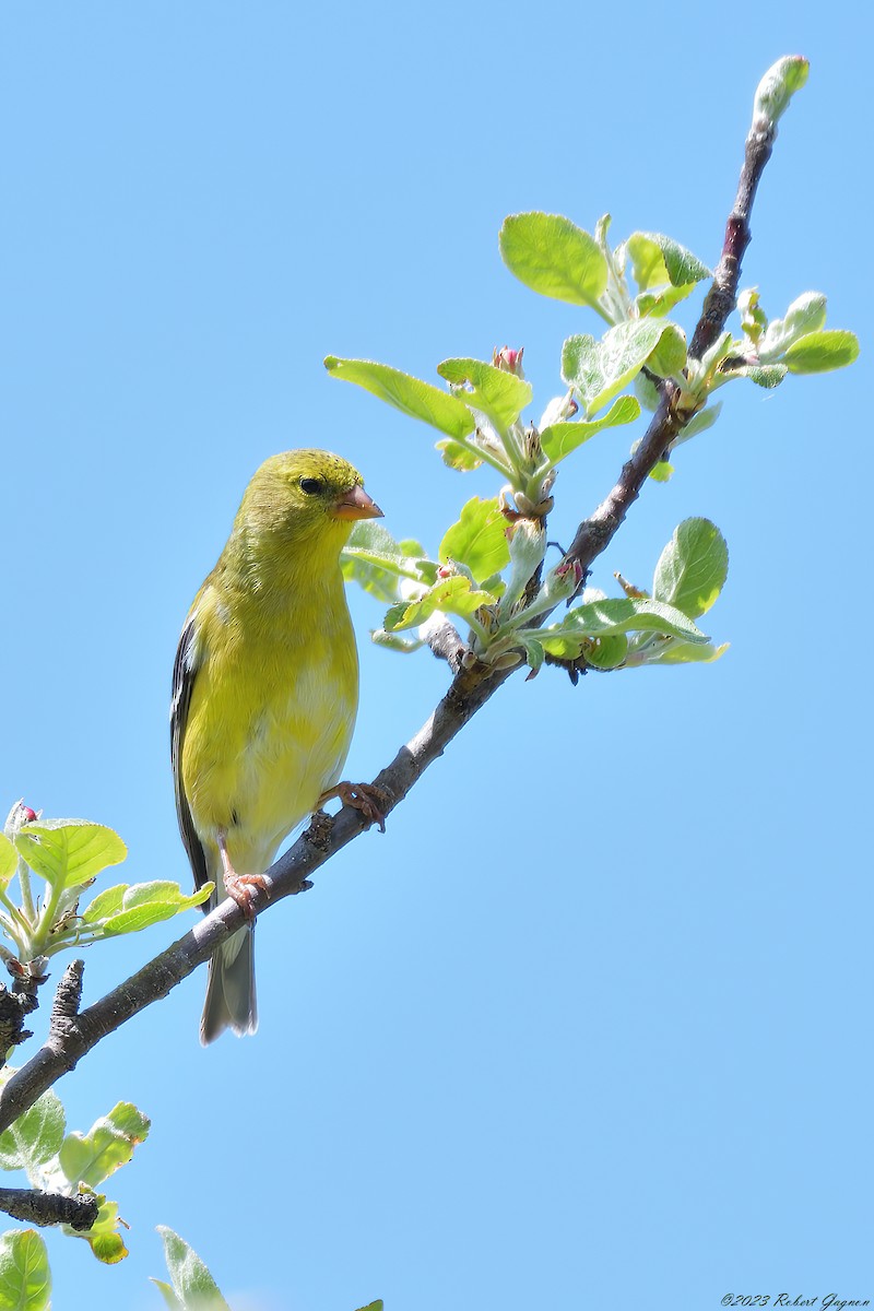 American Goldfinch - ML577529411