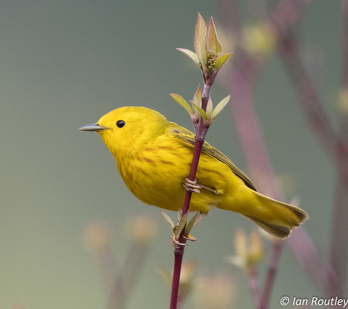 Northern Yellow Warbler - Ian Routley