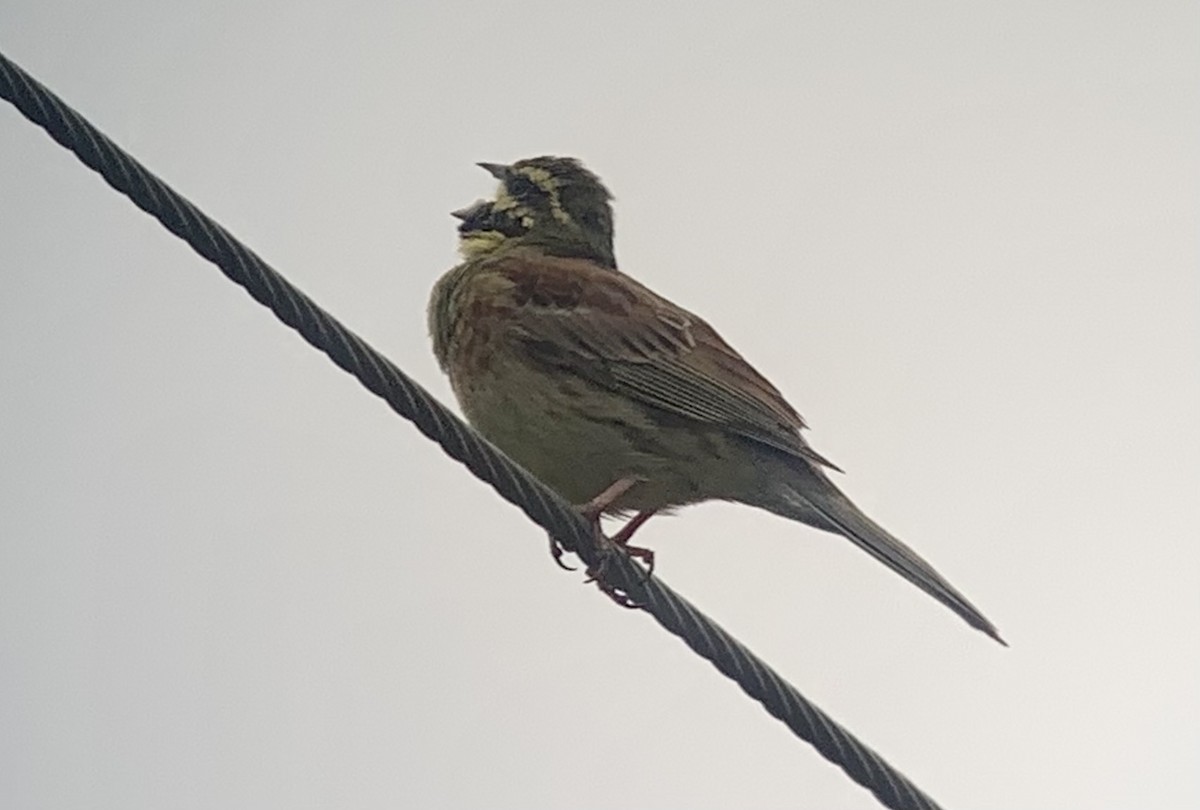 Cirl Bunting - Martin Brookes