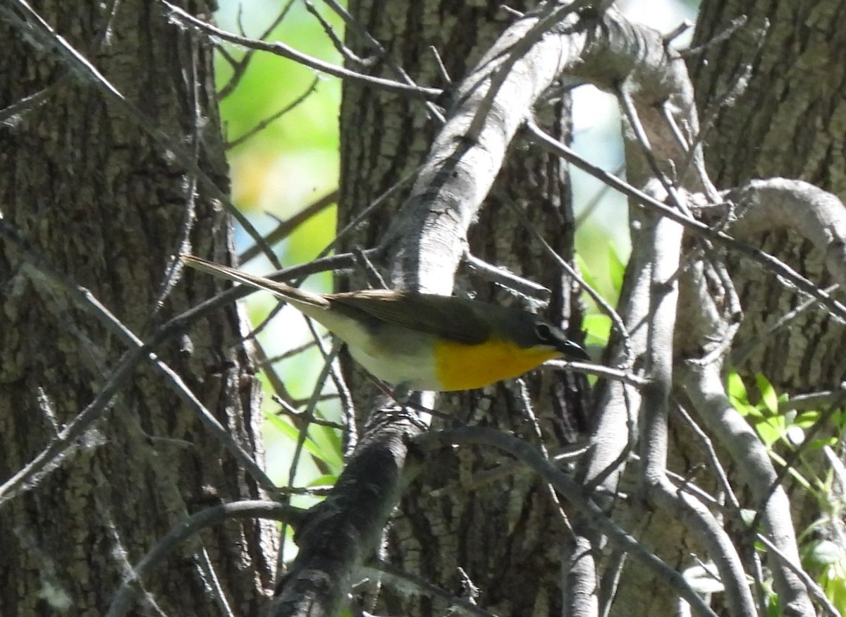 Yellow-breasted Chat - ML577529841